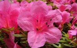 Chinzan Dwarf Azalea - 1 Gallon Pot -Best Plant Shop azaleachinzan