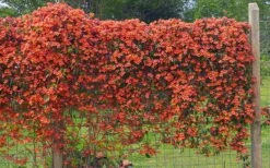 Tangerine Beauty Crossvine Bignonia - 1 Gallon Pot -Best Plant Shop bignonia capreolata tangerine beauty crossvine 101