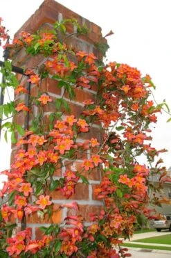 Tangerine Beauty Crossvine Bignonia - 1 Gallon Pot -Best Plant Shop bignonia capreolata tangerine beauty crossvine 102
