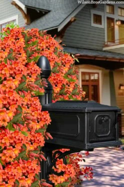 Tangerine Beauty Crossvine Bignonia - 1 Gallon Pot -Best Plant Shop bignonia capreolata tangerine beauty crossvine 105