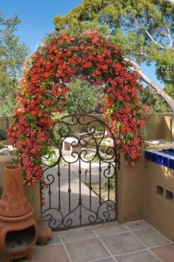 Tangerine Beauty Crossvine Bignonia - 1 Gallon Pot -Best Plant Shop bignonia capreolata tangerine beauty crossvine 110