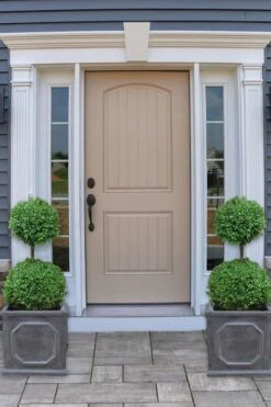 Common Boxwood 2-Ball Poodle Tier Topiary (Buxus Sempervirens) - 3 Gallon Pot (Short) 9 Common Boxwood 2-Ball Poodle Tier Topiary (Buxus Sempervirens) - 3 Gallon Pot (Short) -Best Plant Shop boxwood two ball poodle tier 2