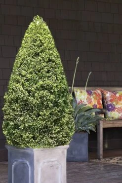Variegated Boxwood (Buxus Sempervirens 'Aureovariegata') - 5 Gallon Pot 12 Variegated Boxwood (Buxus Sempervirens 'Aureovariegata') - 5 Gallon Pot -Best Plant Shop boxwood variegated cone 2