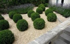 Baby Gem Boxwood - 6 Pack Of 1 Gallon Pots 13 Baby Gem Boxwood - 6 Pack Of 1 Gallon Pots -Best Plant Shop boxwoodbabygem 3