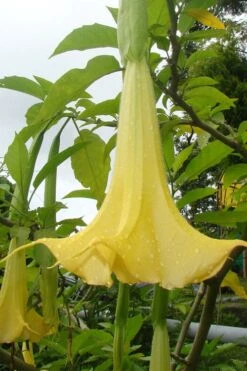 Yellow Angel's Trumpet (Brugmansia) - 1 Gallon Pot -Best Plant Shop brugmansia candida yellow angels trumpet 1