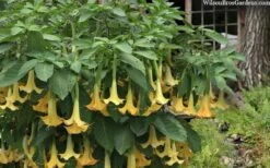 Yellow Angel's Trumpet (Brugmansia) - 1 Gallon Pot -Best Plant Shop brugmansia candida yellow angels trumpet 4