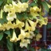 Yellow Angel's Trumpet (Brugmansia) - 1 Gallon Pot 2 Yellow Angel's Trumpet (Brugmansia) - 1 Gallon Pot -Best Plant Shop brugmansia candida yellow angels trumpet 6