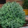 Gordo Boxwood - 1 Gallon Pot 2 Gordo Boxwood - 1 Gallon Pot -Best Plant Shop buxus gordo boxwood 1 1