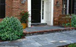 Gordo Boxwood - 1 Gallon Pot 14 Gordo Boxwood - 1 Gallon Pot -Best Plant Shop buxus gordo boxwood 2 1