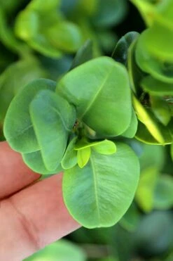 Gordo Boxwood - 1 Gallon Pot 12 Gordo Boxwood - 1 Gallon Pot -Best Plant Shop buxus gordo boxwood 3 1