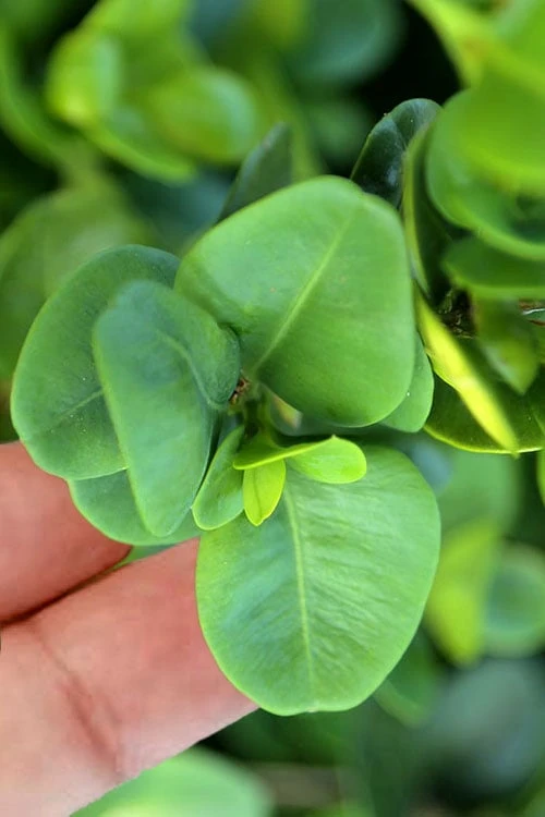 Gordo Boxwood - 1 Gallon Pot 6 Gordo Boxwood - 1 Gallon Pot - Image 4