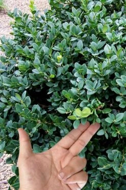 Gordo Boxwood - 1 Gallon Pot 13 Gordo Boxwood - 1 Gallon Pot -Best Plant Shop buxus gordo boxwood 4 1
