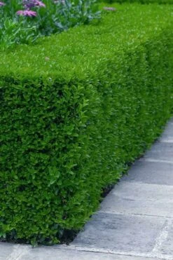 Gordo Boxwood - 1 Gallon Pot 15 Gordo Boxwood - 1 Gallon Pot -Best Plant Shop buxus gordo boxwood 5 1