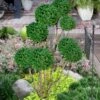 Green Mountain Boxwood Pom Pom Topiary - 7 Gallon Pot 1 Green Mountain Boxwood Pom Pom Topiary - 7 Gallon Pot -Best Plant Shop buxus green mountain boxwood pom pom topiary 2