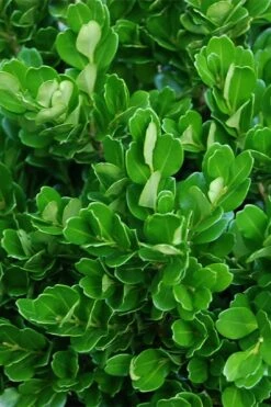 Richard Boxwood (Buxus Harlandii) - 3 Gallon Pot -Best Plant Shop buxus harlandii richard dwarf boxwood 2