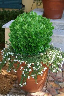 Richard Boxwood (Buxus Harlandii) - 3 Gallon Pot -Best Plant Shop buxus harlandii richard dwarf boxwood 4