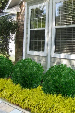 Richard Boxwood (Buxus Harlandii) - 3 Gallon Pot -Best Plant Shop buxus harlandii richard dwarf boxwood 5