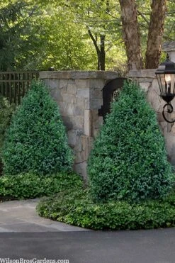 John Baldwin Pyramidal Boxwood - 3 Gallon Pot