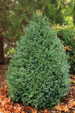 John Baldwin Boxwood - 1 Gallon Pot -Best Plant Shop buxus microphylla john baldwin boxwood 6 1