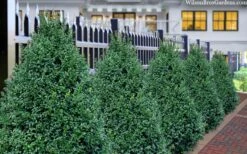 John Baldwin Pyramidal Boxwood - 3 Gallon Pot 11 John Baldwin Pyramidal Boxwood - 3 Gallon Pot -Best Plant Shop buxus microphylla john baldwin boxwood 8