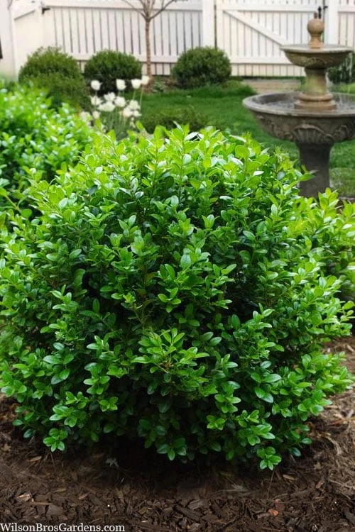 Little Missy Dwarf Boxwood - 7 Gallon Pot 3 Little Missy Dwarf Boxwood - 7 Gallon Pot