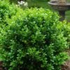 Little Missy Dwarf Boxwood - 2.5 Gallon Pot -Best Plant Shop buxus microphylla little missy dwarf boxwood 1 5