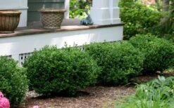 Little Missy Dwarf Boxwood - 3 Gallon Pot -Best Plant Shop buxus microphylla little missy dwarf boxwood 5 3