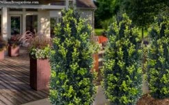 Arctic Emerald Columnar Boxwood - 6 Pack Of 1 Gallon Pots 13 Arctic Emerald Columnar Boxwood - 6 Pack Of 1 Gallon Pots -Best Plant Shop buxus sempervirens arctic emerald boxwood 105 1