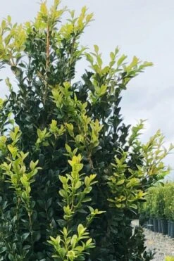 Arctic Emerald Columnar Boxwood - 6 Pack Of 1 Gallon Pots 14 Arctic Emerald Columnar Boxwood - 6 Pack Of 1 Gallon Pots -Best Plant Shop buxus sempervirens arctic emerald boxwood 12 1