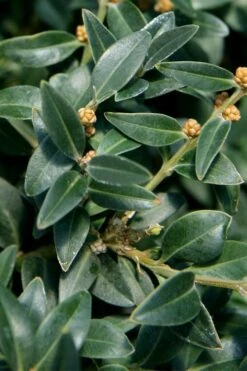 Arctic Emerald Columnar Boxwood - 6 Pack Of 1 Gallon Pots 15 Arctic Emerald Columnar Boxwood - 6 Pack Of 1 Gallon Pots -Best Plant Shop buxus sempervirens arctic emerald boxwood 16 1