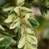 Golden Weeping Boxwood (Buxus Sempervirens 'Aurea Pendula') - 1 Gallon Pot 2 Golden Weeping Boxwood (Buxus Sempervirens 'Aurea Pendula') - 1 Gallon Pot -Best Plant Shop buxus sempervirens aurea pendula variegated weeping boxwood 5