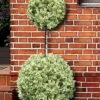 Variegated Boxwood 2-Ball Poodle Tier Topiary - 5 Gallon Pot 1 Variegated Boxwood 2-Ball Poodle Tier Topiary - 5 Gallon Pot -Best Plant Shop buxus sempervirens aureovariegata boxwood 2 ball poodle tier 7