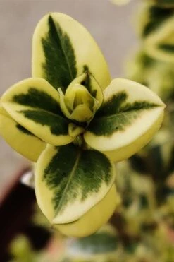 Variegated Boxwood (Buxus Sempervirens 'Aureovariegata') - 5 Gallon Pot 14 Variegated Boxwood (Buxus Sempervirens 'Aureovariegata') - 5 Gallon Pot -Best Plant Shop buxus sempervirens aureovariegata variegated boxwood 1