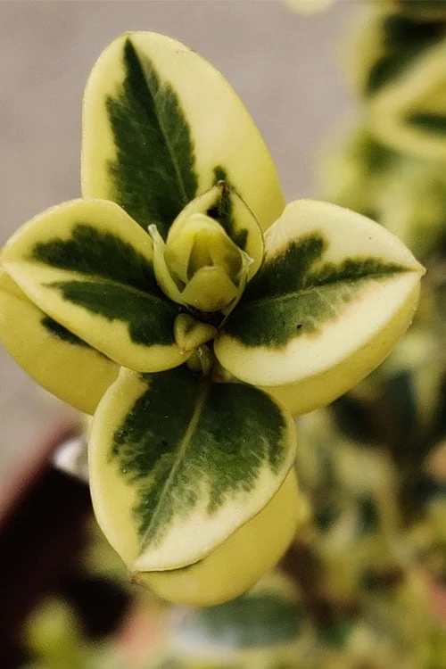Variegated Boxwood (Buxus Sempervirens 'Aureovariegata') - 5 Gallon Pot 8 Variegated Boxwood (Buxus Sempervirens 'Aureovariegata') - 5 Gallon Pot - Image 6