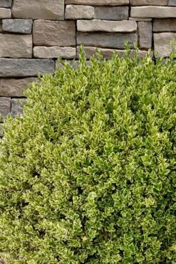 Variegated Boxwood (Buxus Sempervirens 'Aureovariegata') - 2 Gallon Pot 15 Variegated Boxwood (Buxus Sempervirens 'Aureovariegata') - 2 Gallon Pot -Best Plant Shop buxus sempervirens aureovariegata variegated boxwood 10 1