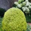 Variegated Boxwood (Buxus Sempervirens 'Aureovariegata') - 2 Gallon Pot -Best Plant Shop buxus sempervirens aureovariegata variegated boxwood 5 1