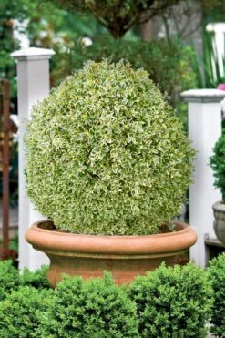 Elegans Variegated Boxwood - Buxus Sempervirens 'Elegantissima' - 1 Gallon Pot 11 Elegans Variegated Boxwood - Buxus Sempervirens 'Elegantissima' - 1 Gallon Pot -Best Plant Shop buxus sempervirens elegantissima variegated boxwood 101