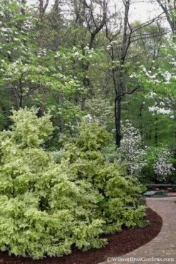 Elegans Variegated Boxwood - Buxus Sempervirens 'Elegantissima' - 6 Pack Of 1 Gallon Pots -Best Plant Shop buxus sempervirens elegantissima variegated boxwood 102 3