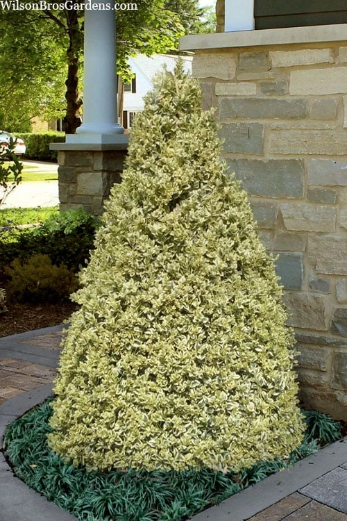 Elegans Variegated Boxwood - Buxus Sempervirens 'Elegantissima' - 1 Gallon Pot 3 Elegans Variegated Boxwood - Buxus Sempervirens 'Elegantissima' - 1 Gallon Pot
