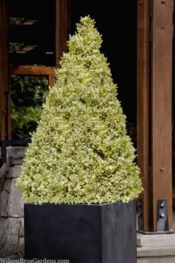 Elegans Variegated Boxwood - Buxus Sempervirens 'Elegantissima' - 1 Gallon Pot 12 Elegans Variegated Boxwood - Buxus Sempervirens 'Elegantissima' - 1 Gallon Pot -Best Plant Shop buxus sempervirens elegantissima variegated boxwood 105