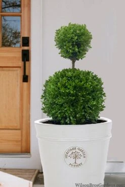 Dwarf English Boxwood Two-Ball Poodle Tier Topiary - 3 Gallon Pot 10 Dwarf English Boxwood Two-Ball Poodle Tier Topiary - 3 Gallon Pot -Best Plant Shop buxus sempervirens suffriticosa standard two ball topiary boxwood 5