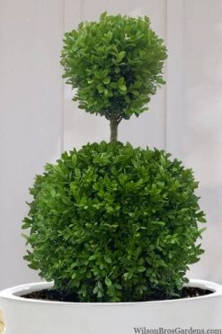 Dwarf English Boxwood Two-Ball Poodle Tier Topiary - 3 Gallon Pot 11 Dwarf English Boxwood Two-Ball Poodle Tier Topiary - 3 Gallon Pot -Best Plant Shop buxus sempervirens suffruticosa standard two ball topiary boxwood 10