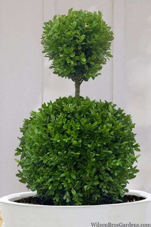 Dwarf English Boxwood Two-Ball Poodle Tier Topiary - 3 Gallon Pot 7 Dwarf English Boxwood Two-Ball Poodle Tier Topiary - 3 Gallon Pot - Image 5