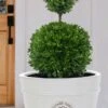 Dwarf English Boxwood Two-Ball Poodle Tier Topiary - 3 Gallon Pot 2 Dwarf English Boxwood Two-Ball Poodle Tier Topiary - 3 Gallon Pot -Best Plant Shop buxus sempervirens suffruticosa standard two ball topiary boxwood 4