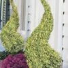 Variegated Boxwood Spiral Topiary - 7 Gallon Pot 2 Variegated Boxwood Spiral Topiary - 7 Gallon Pot -Best Plant Shop buxus sempervirens variegata boxwood spiral topiary 2