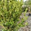 Sunburst Variegated Korean Boxwood - 1 Gallon Pot -Best Plant Shop buxus sinica sunburst variegated korean boxwood 2