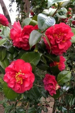 Turandot Camellia Japonica - 3 Gallon Pot 9 Turandot Camellia Japonica - 3 Gallon Pot -Best Plant Shop caellia turandot 20