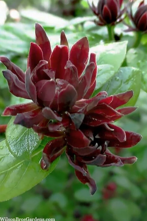 Simply Scentsational Sweetshrub (Calycanthus ) - 1 Gallon Pot 3 Simply Scentsational Sweetshrub (Calycanthus ) - 1 Gallon Pot