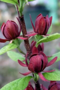 Simply Scentsational Sweetshrub (Calycanthus ) - 1 Gallon Pot 14 Simply Scentsational Sweetshrub (Calycanthus ) - 1 Gallon Pot -Best Plant Shop calycanthus simply scentsational sweet shrub 3