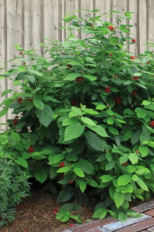 Simply Scentsational Sweetshrub (Calycanthus ) - 1 Gallon Pot 7 Simply Scentsational Sweetshrub (Calycanthus ) - 1 Gallon Pot - Image 5